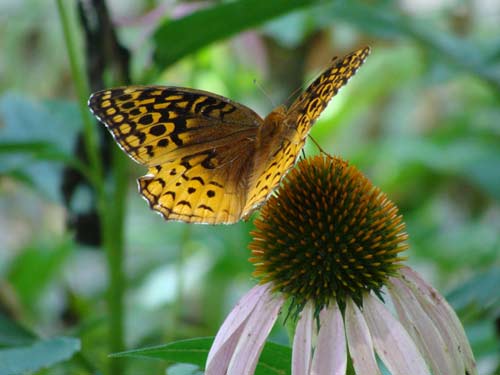 echinacea and fritillary butterfly