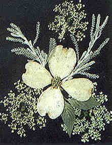 pressed flowers by Sue