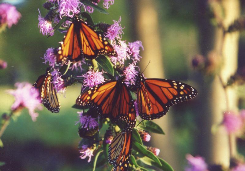 monarchs on Liatris aspera during fall migration