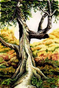 Shamrock Sampler CD cover - art by Raymond Creasy