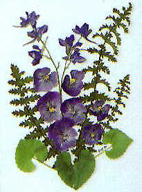 pressed flowers by Sue